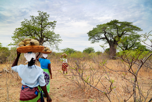 How Organifi Sources Baobab