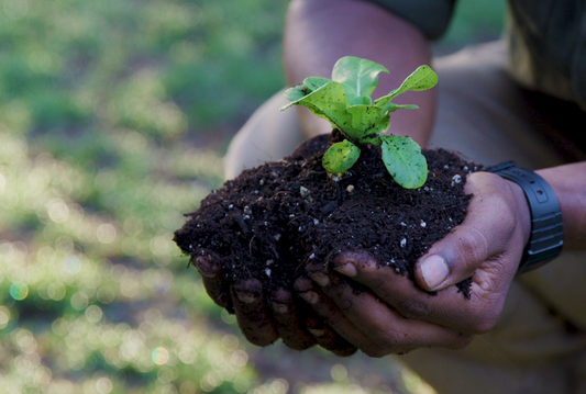 What is Glyphosate And Is It A Health Risk?