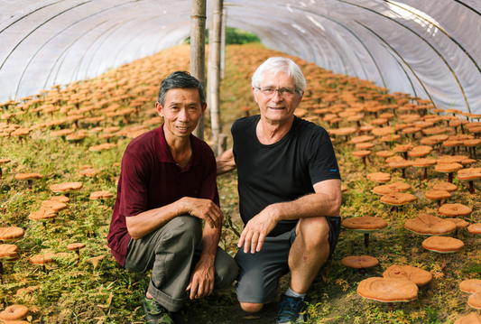 How Organifi Sources Mushrooms