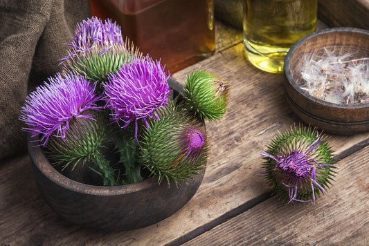 30 Milk Thistle Benefits Backed by Research