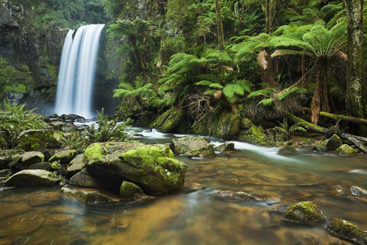 5 Reasons Rainforests Are So Important & What You Can Do To Help Them