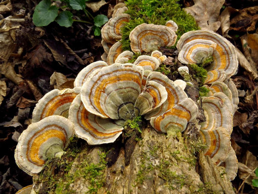 Turkey Tail Mushroom & Cancer