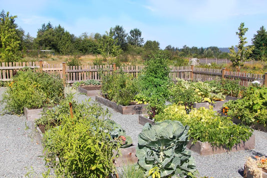 3 Vegetables You Can Plant Mid Summer (And Make Into Fresh Juice!)