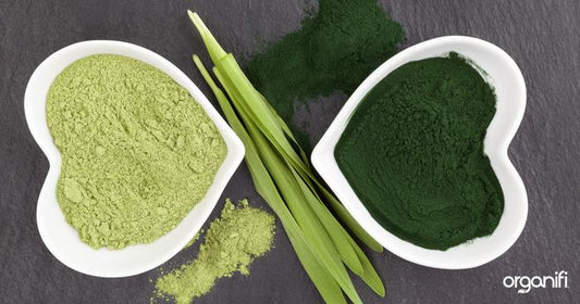 Why Plant Based Protein Powder Is Better For You